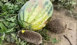 热门大瓜热心的朝阳爆料,朝阳爆料，明星隐私再掀波澜